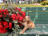 Lula, a female Golden Retriever for sale in Fenwick, MI – Photo 3 of 8