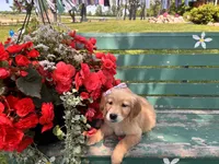 Lula, a female Golden Retriever for sale in Fenwick, MI – Photo 8 of 8