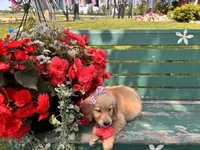 Lula, a female Golden Retriever for sale in Fenwick, MI – Photo 1 of 8