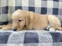 Destiny, a female Golden Retriever for sale in Fenwick, MI – 2 of 8