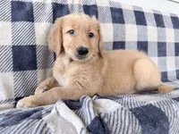 Darla, a female Golden Retriever for sale in Fenwick, MI – 5 of 8