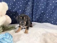 Artie, a male Miniature Dachshund for sale in Fenwick, MI – Photo 1 of 6