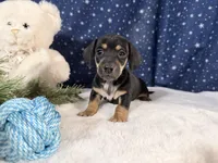 Artie, a male Miniature Dachshund for sale in Fenwick, MI – Photo 6 of 6