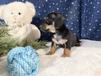 Artie, a male Miniature Dachshund for sale in Fenwick, MI – Photo 4 of 6