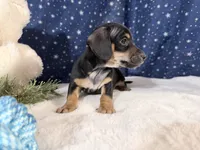 Artie, a male Miniature Dachshund for sale in Fenwick, MI – Photo 5 of 6