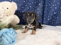 Artie, a male Miniature Dachshund for sale in Fenwick, MI – Photo 2 of 6