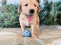 Cade, a male Golden Retriever for sale in Fenwick, MI – 8 of 8