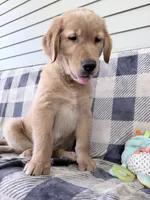 Duke, a male Golden Retriever for sale in Fenwick, MI – 8 of 8