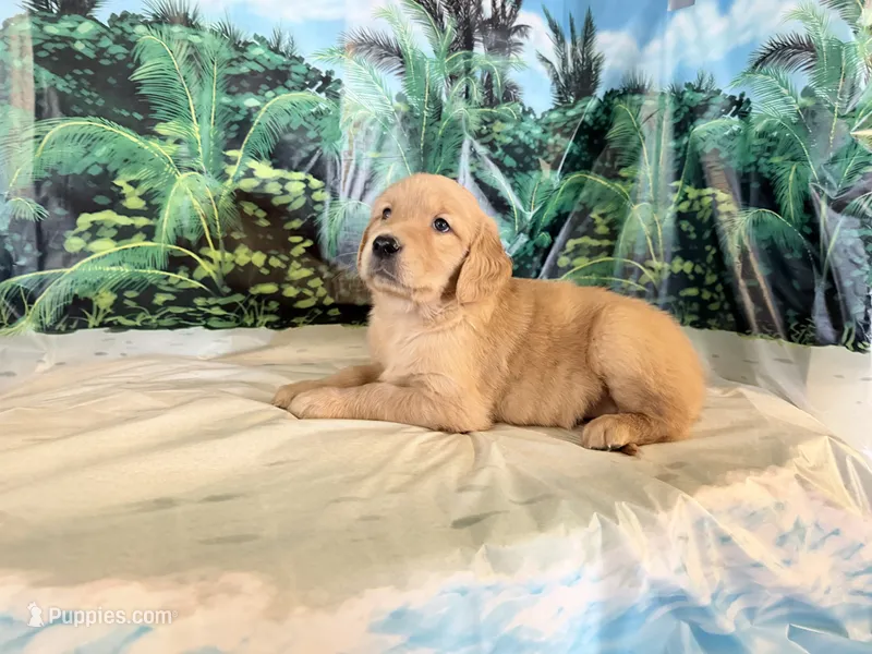 Chip – Golden Retriever puppy for sale in Fenwick, MI
