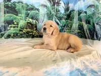 Chip, a male Golden Retriever for sale in Fenwick, MI – 1 of 7