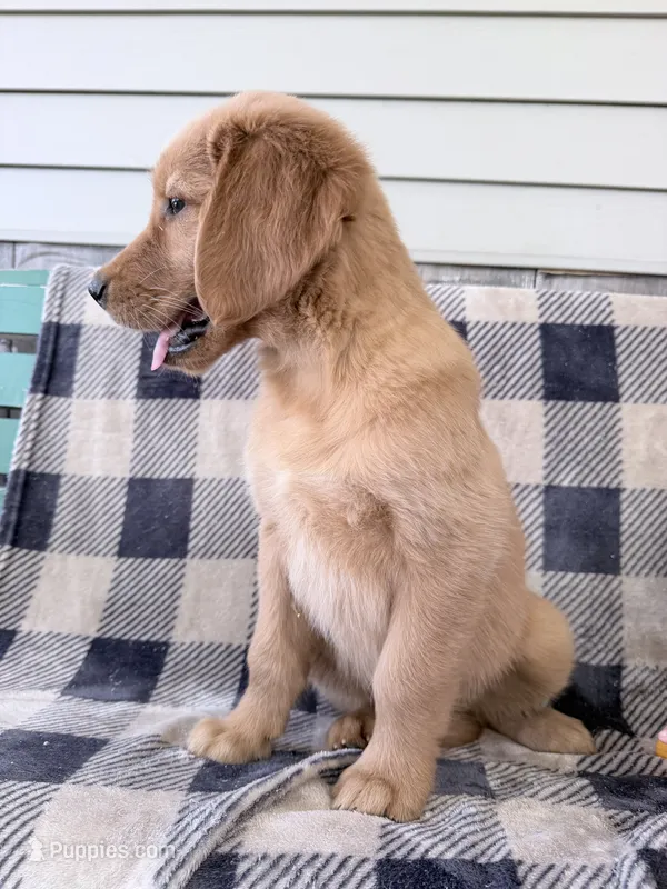 Daisy – Golden Retriever puppy for sale in Fenwick, MI