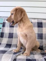 Daisy, a female Golden Retriever for sale in Fenwick, MI – 1 of 8