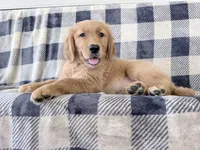Dixie, a female Golden Retriever for sale in Fenwick, MI – 8 of 8