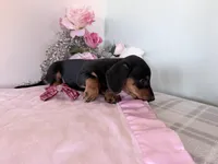 Bubbles, a female Miniature Dachshund for sale in Fenwick, MI – Photo 2 of 7