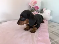 Bubbles, a female Miniature Dachshund for sale in Fenwick, MI – Photo 3 of 7