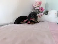 Bubbles, a female Miniature Dachshund for sale in Fenwick, MI – Photo 4 of 7