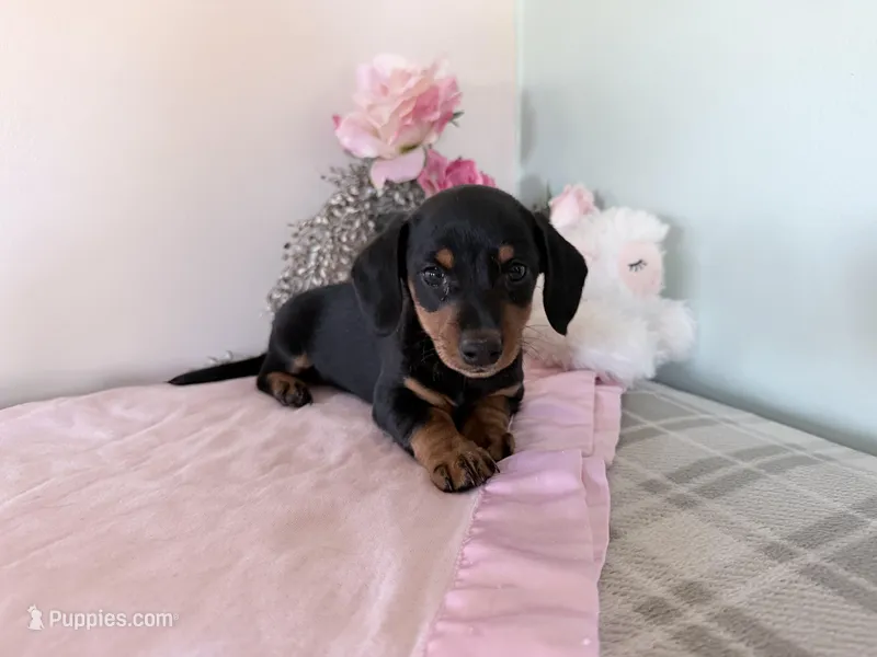 Bubbles – Miniature Dachshund puppy for sale in Fenwick, MI