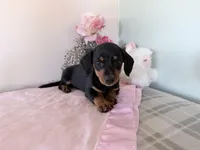 Bubbles, a female Miniature Dachshund for sale in Fenwick, MI – Photo 1 of 7