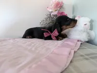 Bubbles, a female Miniature Dachshund for sale in Fenwick, MI – Photo 5 of 7