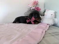 Bubbles, a female Miniature Dachshund for sale in Fenwick, MI – Photo 6 of 7