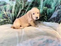Carmen, a female Golden Retriever for sale in Fenwick, MI – 2 of 8
