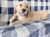 Donna, a female Golden Retriever for sale in Fenwick, MI – 7 of 8