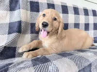 Donna, a female Golden Retriever for sale in Fenwick, MI – 4 of 8