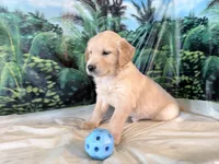 Cade, a male Golden Retriever for sale in Fenwick, MI – 4 of 8