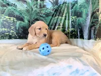 Cassie, a female Golden Retriever for sale in Fenwick, MI – 2 of 7