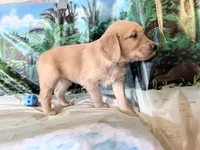 Cylar, a male Golden Retriever for sale in Fenwick, MI – 3 of 8