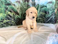 Carmen, a female Golden Retriever for sale in Fenwick, MI – 6 of 8
