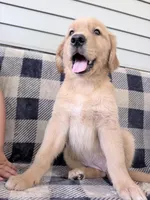Destiny, a female Golden Retriever for sale in Fenwick, MI – 4 of 8