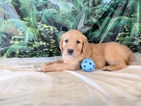 Cassie, a female Golden Retriever for sale in Fenwick, MI – 6 of 7