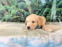 Cade, a male Golden Retriever for sale in Fenwick, MI – 2 of 8