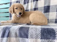 Darla, a female Golden Retriever for sale in Fenwick, MI – 7 of 8