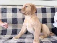 Destiny, a female Golden Retriever for sale in Fenwick, MI – 6 of 8