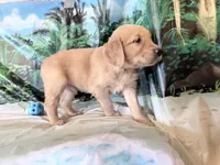 Cylar, a male Golden Retriever for sale in Fenwick, MI – 8 of 8
