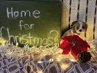 Sugar, a female Cavalier King Charles Spaniel for sale in Fenwick, MI – Photo 1 of 6