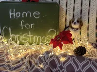 Sugar, a female Cavalier King Charles Spaniel for sale in Fenwick, MI – Photo 5 of 6