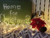 Sugar, a female Cavalier King Charles Spaniel for sale in Fenwick, MI – Photo 3 of 6