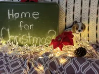 Sugar, a female Cavalier King Charles Spaniel for sale in Fenwick, MI – Photo 6 of 6