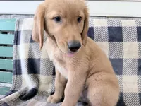 Doug , a male Golden Retriever for sale in Fenwick, MI – 5 of 8