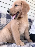 Daisy, a female Golden Retriever for sale in Fenwick, MI – 8 of 8