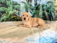 Chip, a male Golden Retriever for sale in Fenwick, MI – 3 of 7