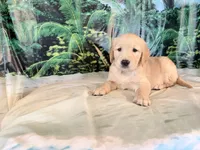 Carmen, a female Golden Retriever for sale in Fenwick, MI – 7 of 8