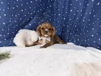 Quint, a male Cavalier King Charles Spaniel for sale in Fenwick, MI – Photo 1 of 9