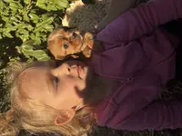 Quint, a male Cavalier King Charles Spaniel for sale in Fenwick, MI – Photo 7 of 9