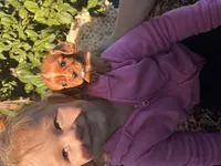 Quint, a male Cavalier King Charles Spaniel for sale in Fenwick, MI – Photo 5 of 9