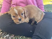 Quint, a male Cavalier King Charles Spaniel for sale in Fenwick, MI – Photo 6 of 9