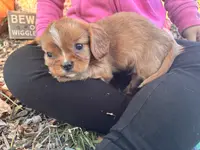 Quint, a male Cavalier King Charles Spaniel for sale in Fenwick, MI – Photo 3 of 9
